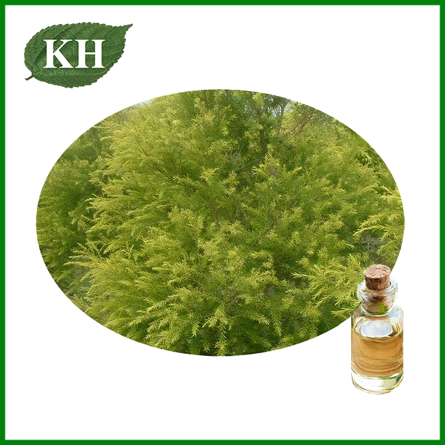 Tea Tree Oil Manufacturer China